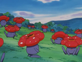 ► Rafflesia ► (sauvages)