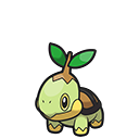 Tortipouss