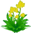 Fleurs jaunes XY.png