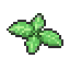 Aromate Pressé