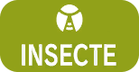Fichier:Miniature Type Insecte EV vertical.png