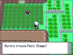 Route 214 Petit Champi DP.png