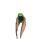 Sprite 0042 ♀ chromatique XY.png