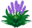 Fleurs violettes XY.png