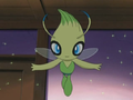 Celebi (sauvage)