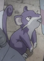 Rattata (d'un habitant)