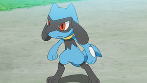 Riolu de Sacha.png