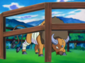 Tauros (sauvage)