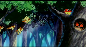 Film 04 - Coxy et Hoothoot Sauvages.png