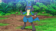 Lucario(de Sacha)