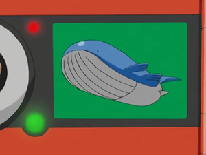 AG034 - Wailord Pokédex.png