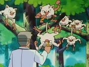 Férosinge et Colossinge(du Laboratoire Pokémon du Professeur Chen)