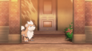 LV135 - Caninos d'un Dresseur (Flash-back).png