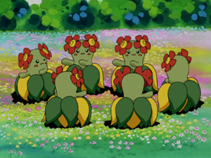AG014 - Joliflor.png
