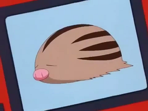 EP188 - Marcacrin Pokédex.png
