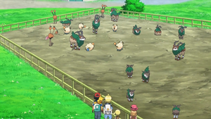 XY053 - Dodrio, Doduo, Wattouat et Chevroum.png