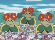 Joliflor(sauvages)