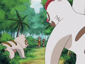 AG132 - Parecool et Vigoroth de Norman.png
