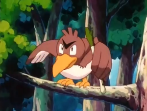 Canarticho de Benoît.png