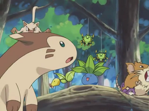 Pokémon Chronicles 12 - Férosinge, Fouinar et Chétiflor.png