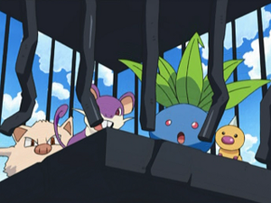 AG143 - Rattata d'un Dresseur.png