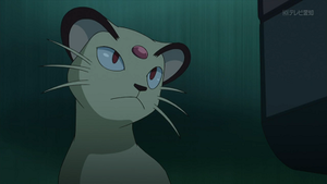 XY107 - Persian de Giovanni.png
