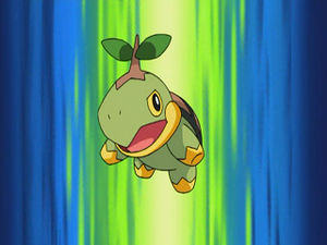 DP031 - Tortipouss de Sacha.png