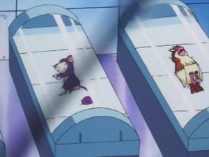 EP195 - Rattata et Roucool d'un Dresseur.png