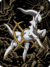 Couverture - Arceus