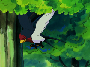 AG013 - Nirondelle de Sacha.png