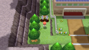 Route 206 Arbres à Baies 1 DEPS.png