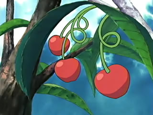 Baie Ceriz animé.png