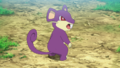 Rattata (sauvage)