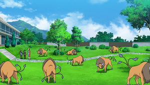 LV061 - Tauros d'un Dresseur.png