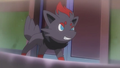 Zorua (sauvage)