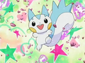 Pachirisu (d'Aurore)