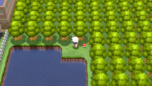 Route 214 Super Bonbon DEPS.png