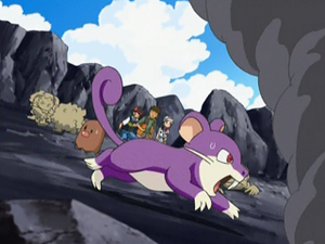 DP110 - Rattata.png