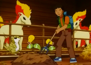 EP223 - Ponyta et Chétiflor d'Alexandre le voltigeur.png