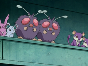 DP109 - Nidoran♀, Mimitoss et Rattata.png