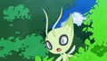 Celebi (sauvage)