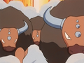 Tauros (de Dresseurs)