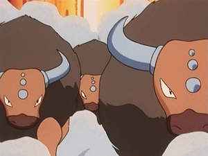 EP146 - Tauros d'un Dresseur.png
