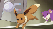 Rattata, Magnétiet Évoli (Sylphe SARL)