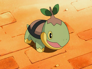 DP054 - Tortipouss de Flo.png