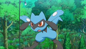 LV030 - Riolu de Sacha.png
