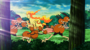 Dodrioet Doduo (sauvages)