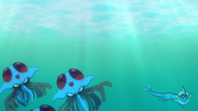 Tentacruelet Aquali (sauvages)