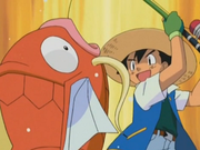 Magicarpe(sauvage)