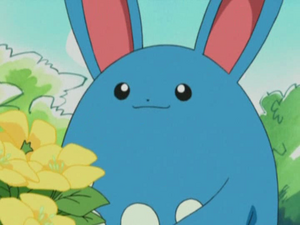 Chronicles 06 - Azumarill Sauvage.png